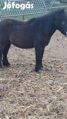 Eladó csődör poni!