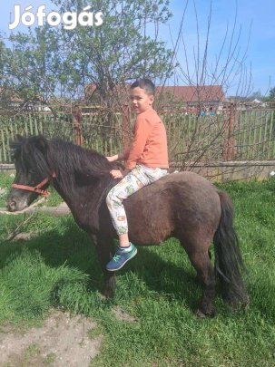 Eladó csődör poni.