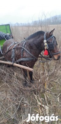 Eladó csődör poni 