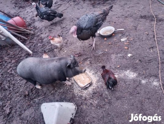 Eladó csüngő hasú anyák