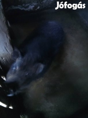 Eladó csungohasu diszno