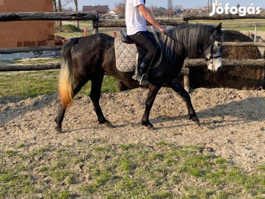 Eladó deres kanca ló!
