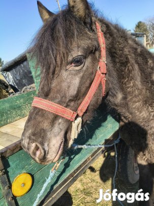 Eladó deres póni ló.