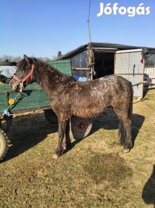 Eladó deres póni ló..