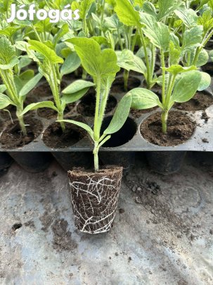 Eladó dinnye palánta!