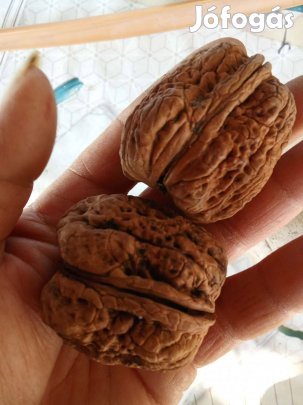 Eladó diófa csemeték