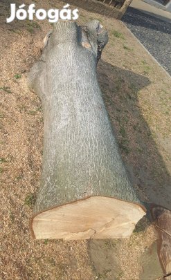 Eladó diófa törzs, rönk