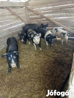 Eladó disznó