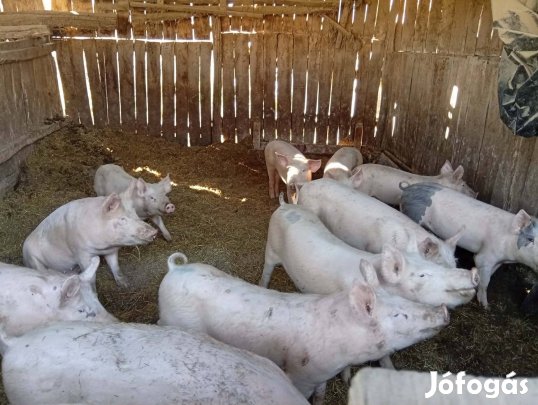 Eladó disznó