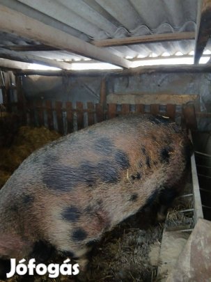 Eladó disznó