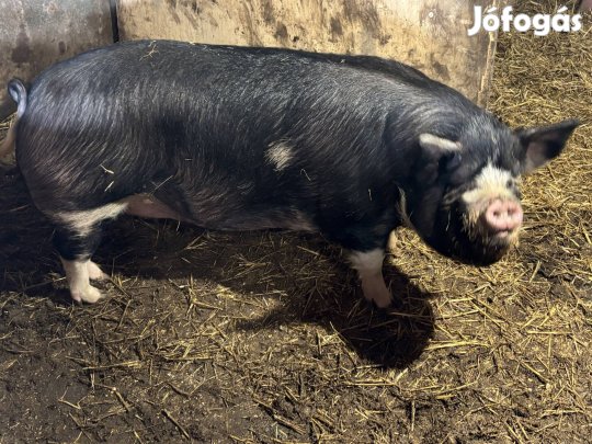 Eladó disznó 