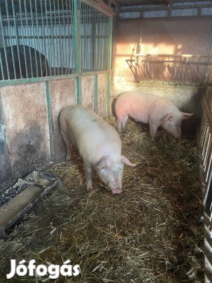 Eladó disznok