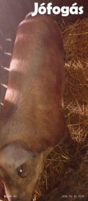 Eladó disznók!