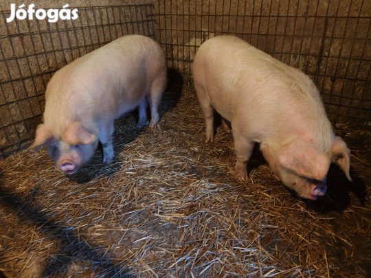 Eladó disznók, hízók