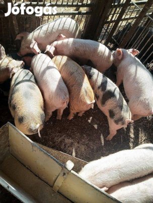 Eladó duroc és nagy fehér keverék süldő malacok
