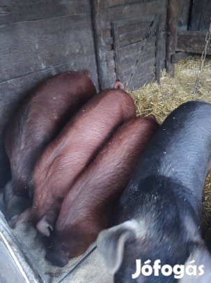 Eladó duroc sertés