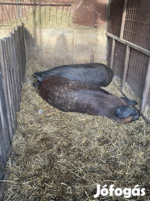 Eladó duroc x mangalica