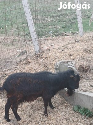 Eladó egészséges bak törpe kecske