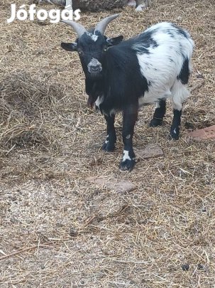 Eladó egészséges bak törpe kecske