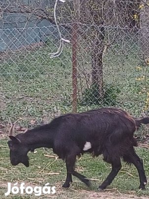 Eladó egészséges nőstény törpe kecske