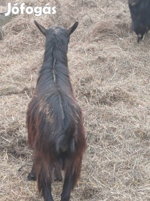 Eladó egészséges törpe bak kecske