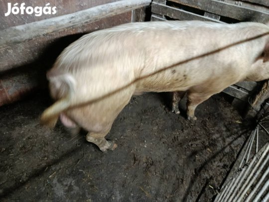 Eladó egy 250kgos hízó vagy csere