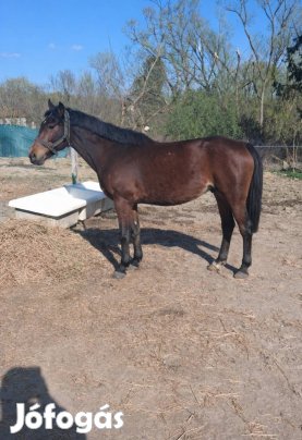 Eladó egy 6 éves, magyar félvér kanca,