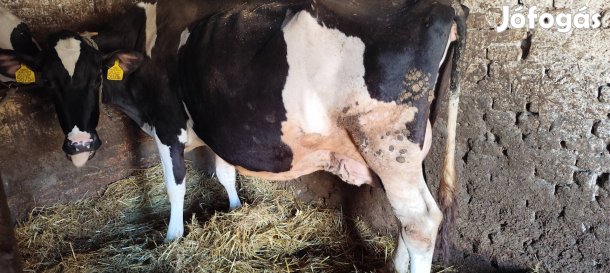 Eladó egy Hf tehén
