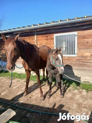 Eladó egy Magyar félvér kanca csikó.
