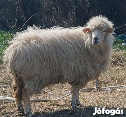 Eladó egy birka és egy kecske