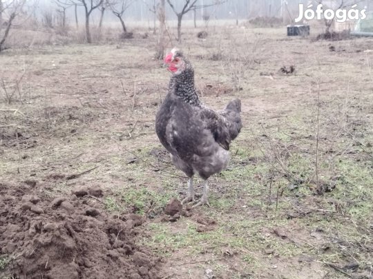 Eladó egy egészséges, fiatal félselyem kakas