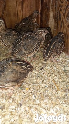 Eladó egy éves fürjek