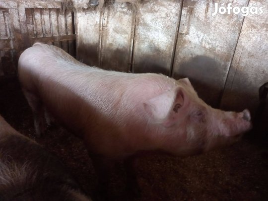 Eladó egy éves kan disznó