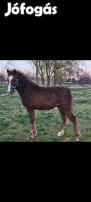 Eladó egy herélt kisló csikó