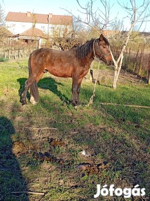 Eladó egy hobbi csődör csikó