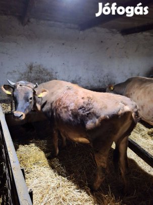 Eladó egy jersey üsző