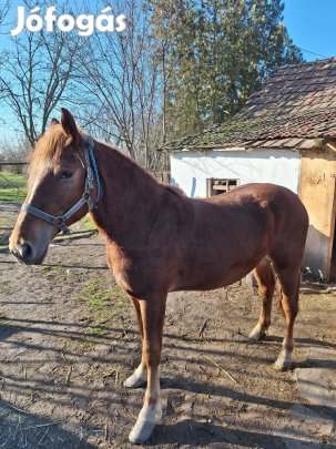 Eladó egy kanca csikó