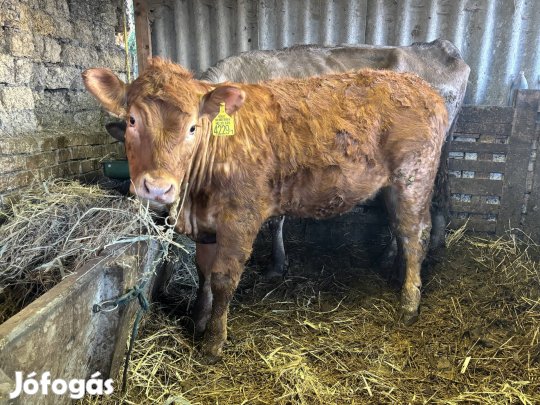 Eladó egy limuzin üsző