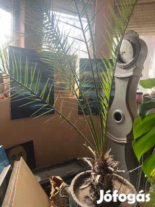 Eladó egy nagy mérerű datolyapma