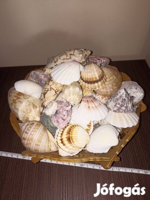 Eladó egy nagy tál kagyló