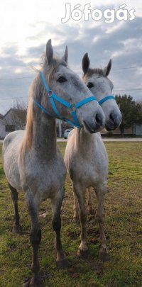 Eladó egy pár lipicai herélt!
