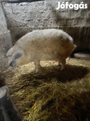 Eladó egy tápmentes mangalica hízó , vagy csere is érdekel !