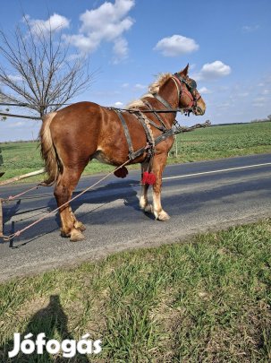Eladó egyes kocsis herélt