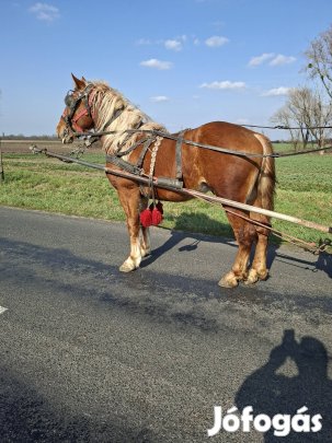 Eladó egyes kocsis mén csikó8