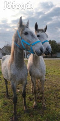 Eladó egypár nyereghelyen sütőt lipicai herélt