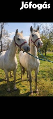 Eladó egypár nyereghelyen sütőt lipicai kanca