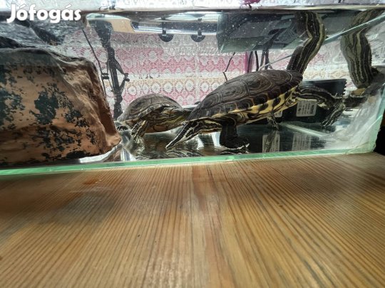 Eladó ékszerteknősök párban