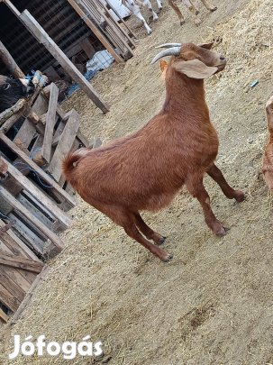 Eladó ellos kecske