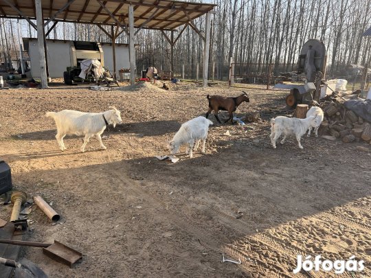 Eladó elő hasú kecske gidák
