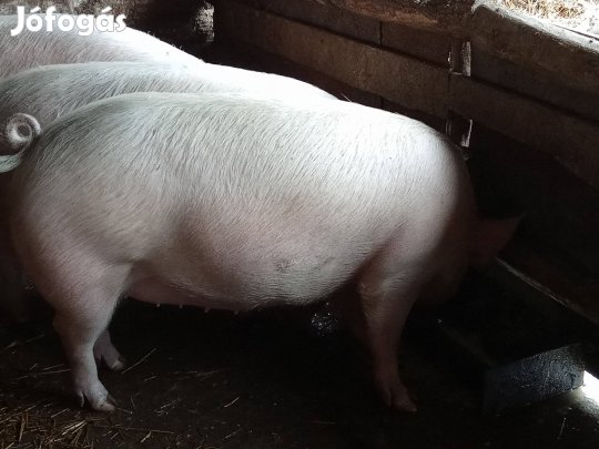 Eladó elő hasu kocák!! Nagy súlyú hízok!!